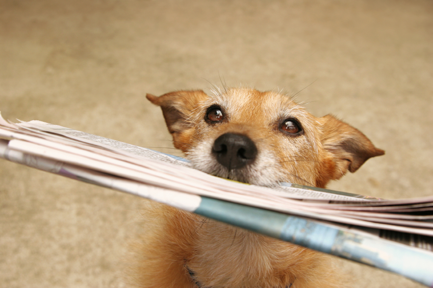 old dog, new tricks, inbound marketing