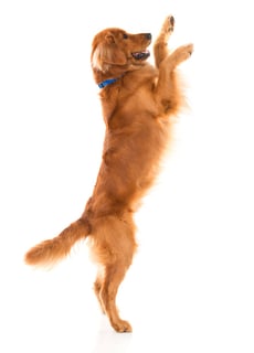 Cute dog jumping - isolated over a white backgorund.jpeg